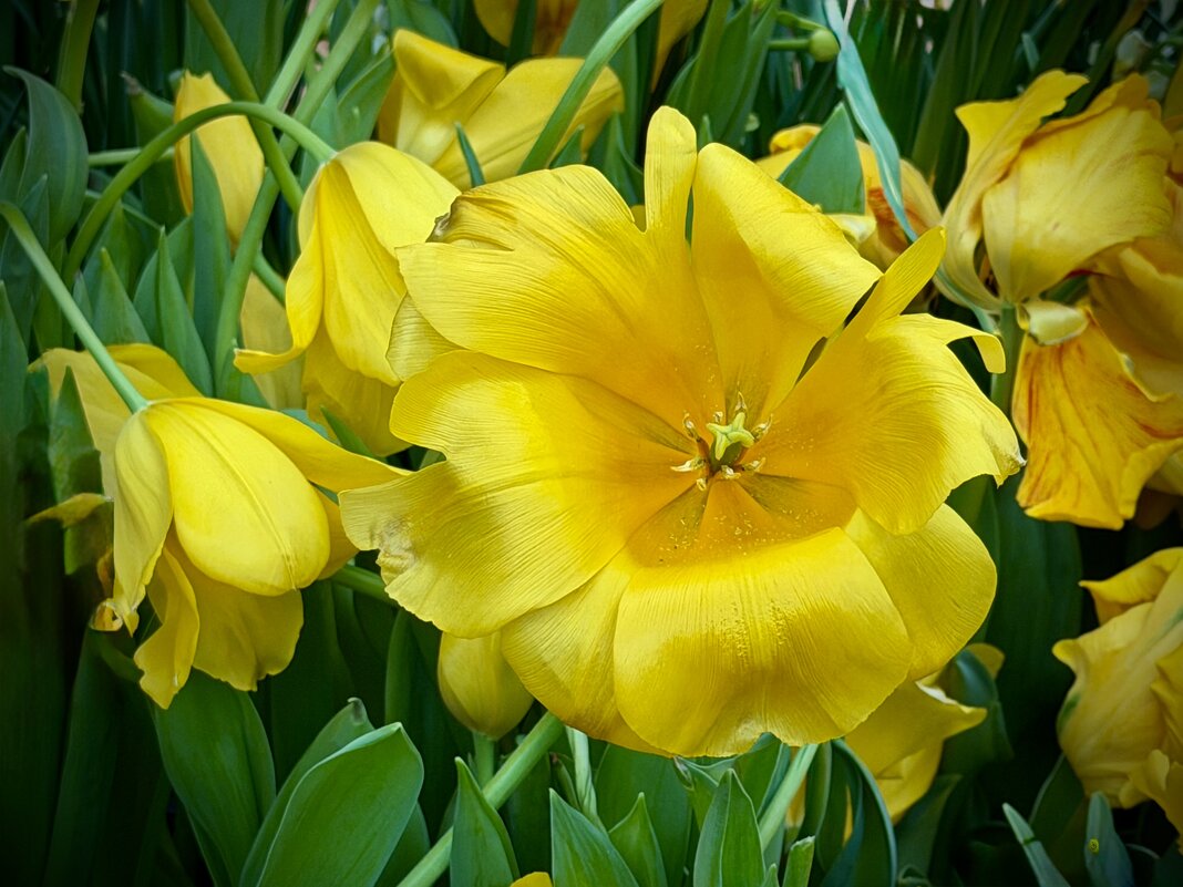 Золото тюльпанов! - Любовь 