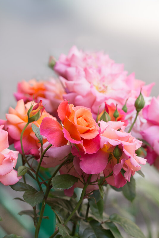 С праздником, милые дамы! - Игорь Шевченко