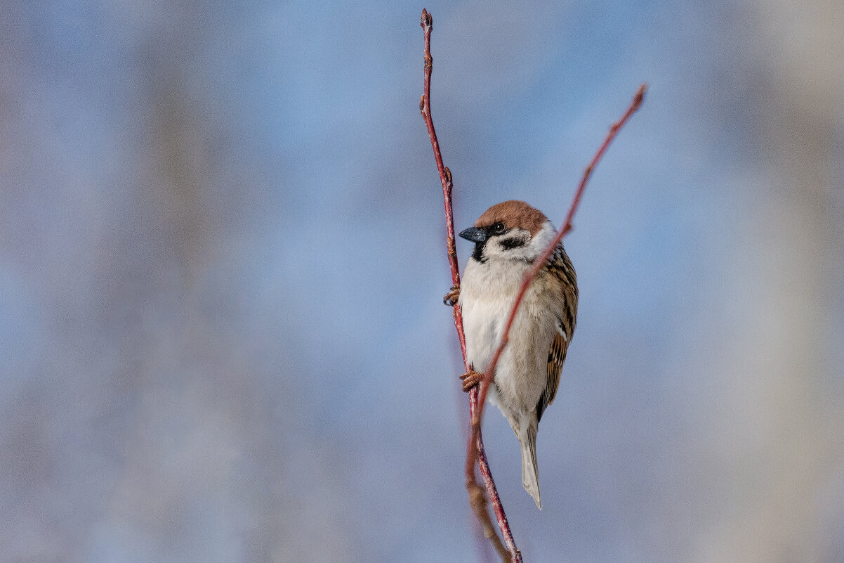 *** - Виктор Иванович Чернюк