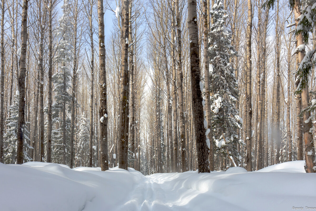 Зимняя дорога - Евгений Тарасов 