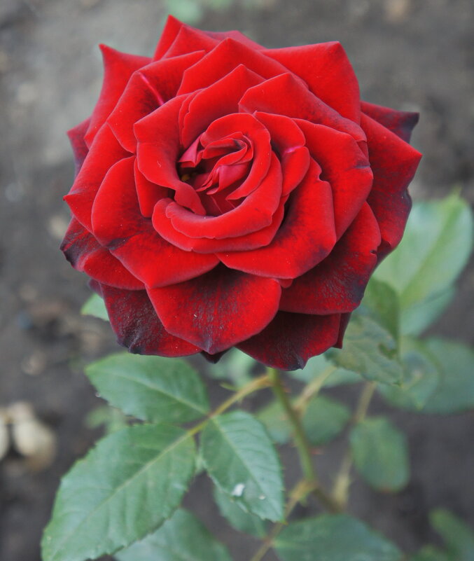 С ПРАЗДНИКОМ!!! - сергей ермошкин