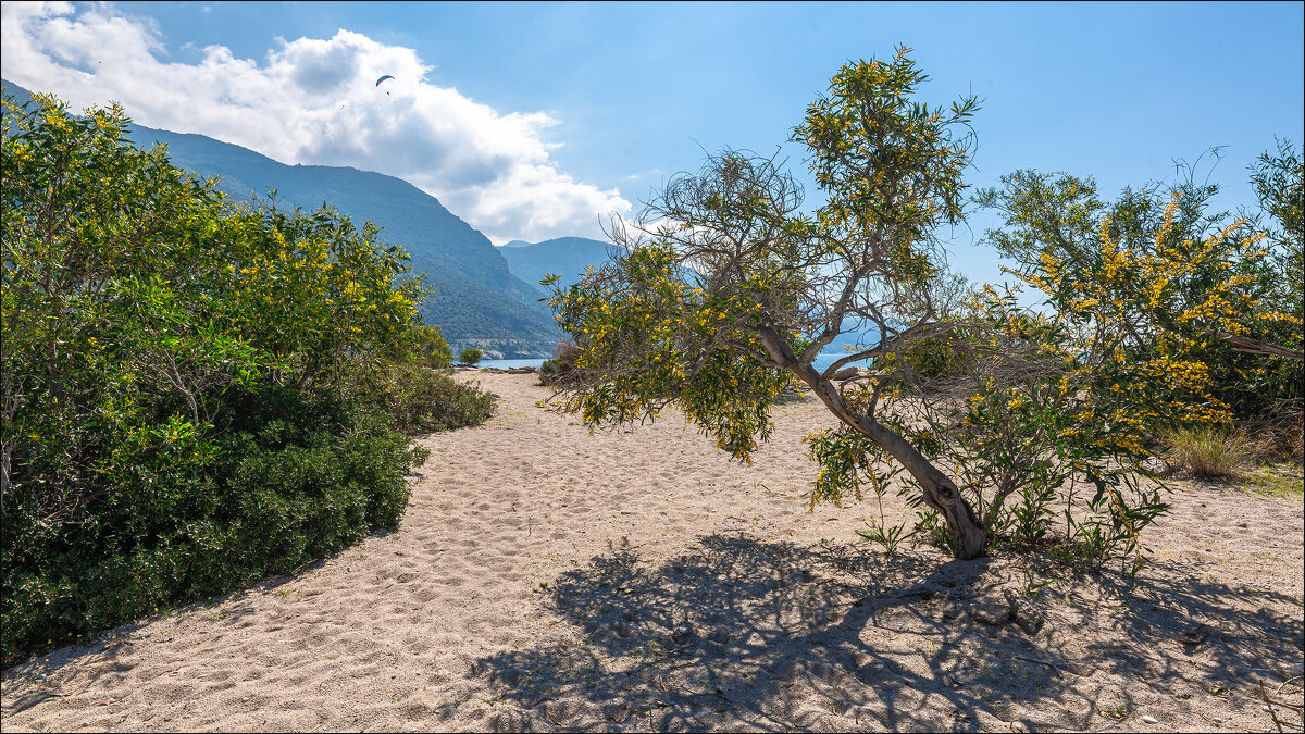 Море, мимозы, весна - **** vedin