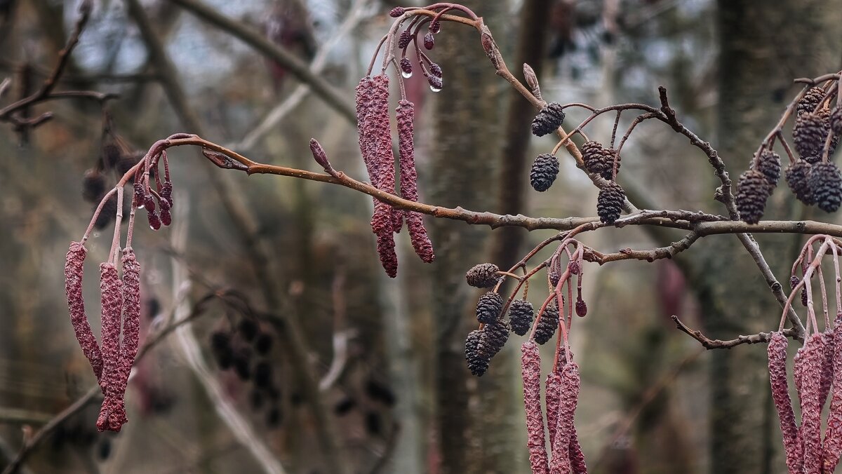 Весна идёт,весне дорогу! - Мариша 