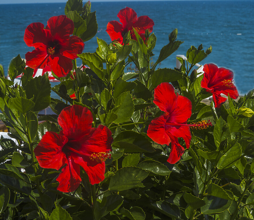 Дорогие женщины! С праздником Вас! Счастья! Здоровья! Всего самого доброго! - Сергей Цветков