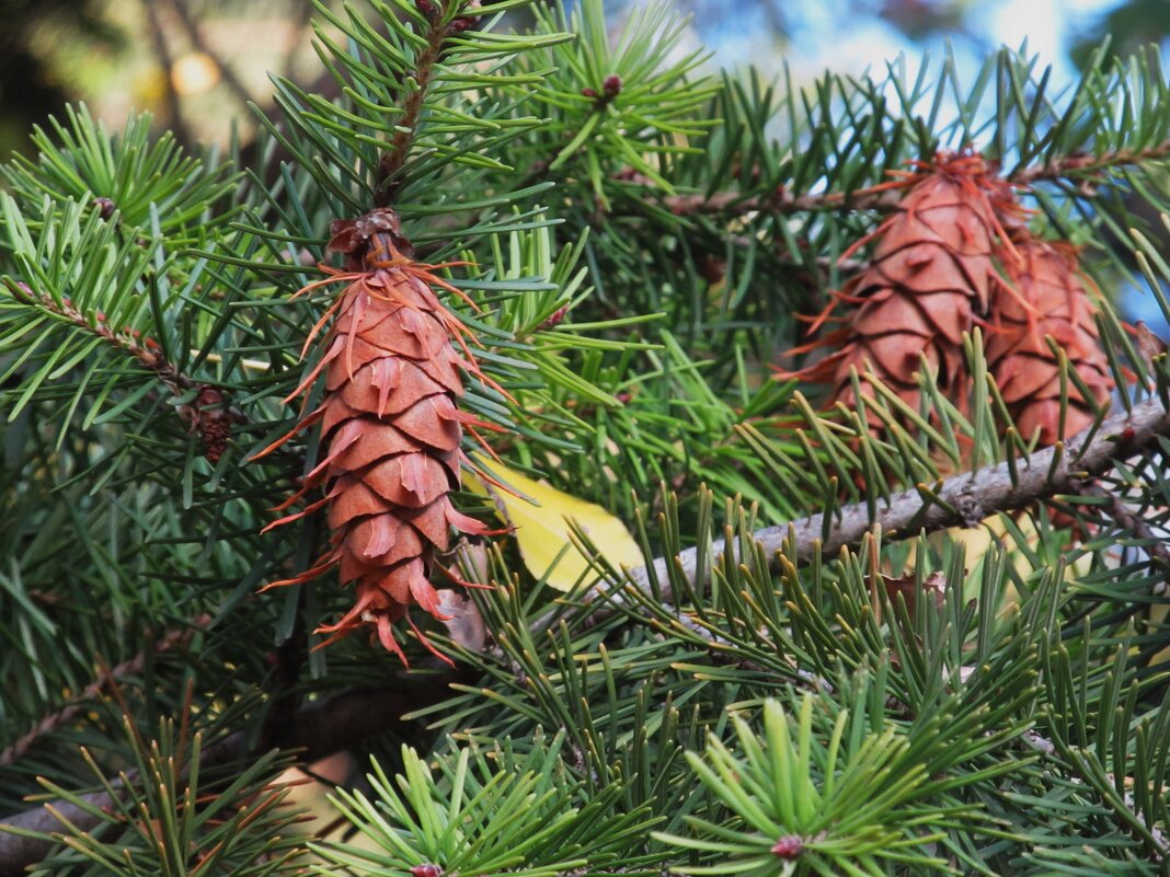 октябрь - Елена Шаламова