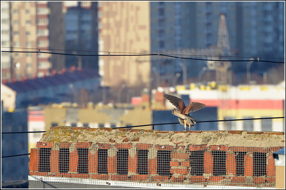 Дорогая, с 8 марта ! - Сеня Белгородский