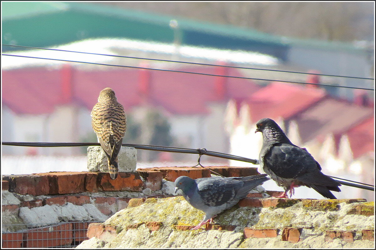 Соседи - Сеня Белгородский