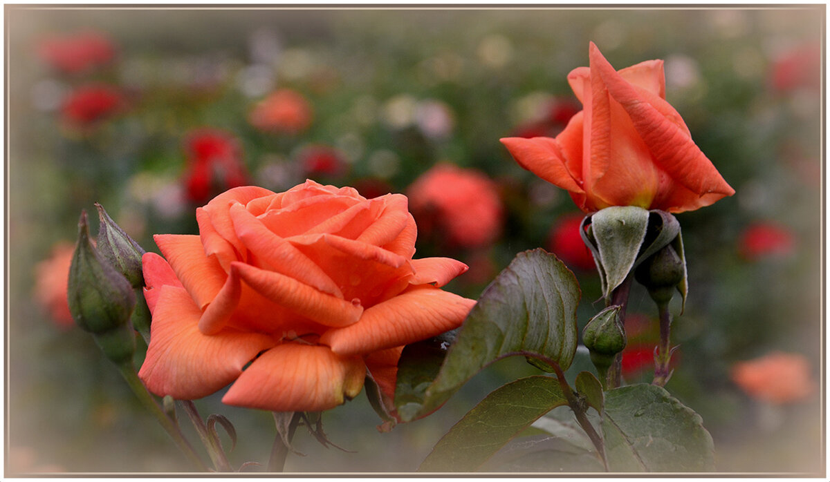 Миллион ,миллион алых роз нашим милым ДАМАМ... - Aleksandr Gal