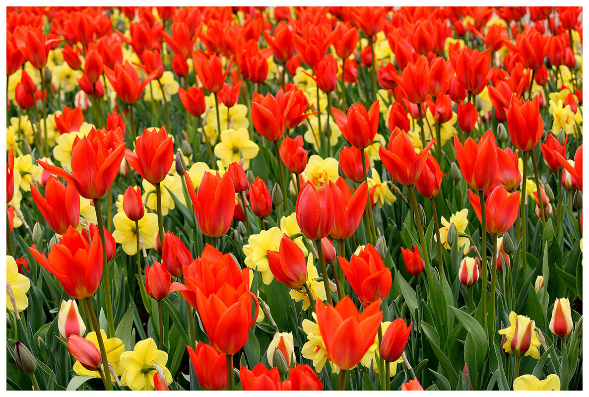 Море цветов нащим милым дамам - Aleksandr Gal