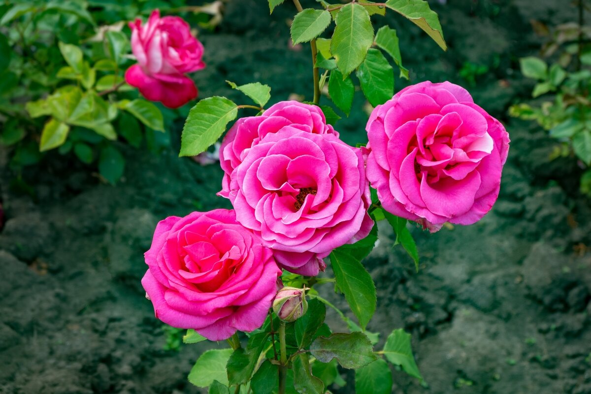 Поздравляю милых дам с 8 Марта !!! - Ravile 