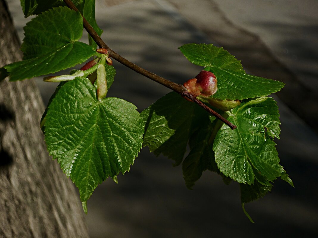 Весна пришла - Валентин Семчишин