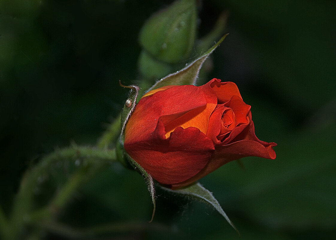 С праздником весны дорогие одноклубницы! - Vladimir 