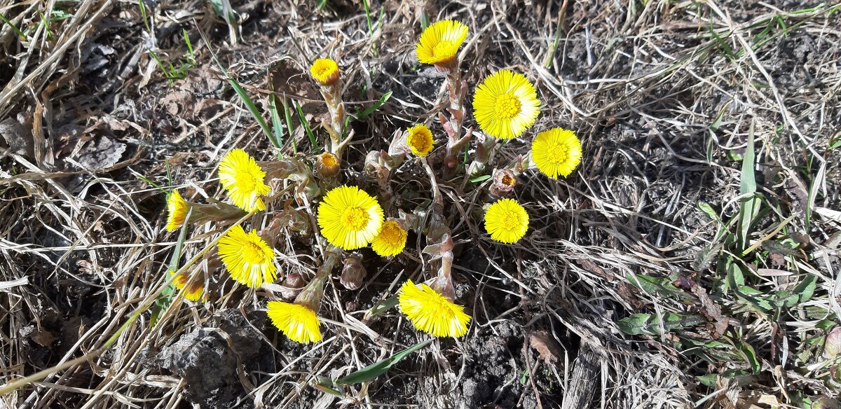 Весеннее настроение - Ольга 