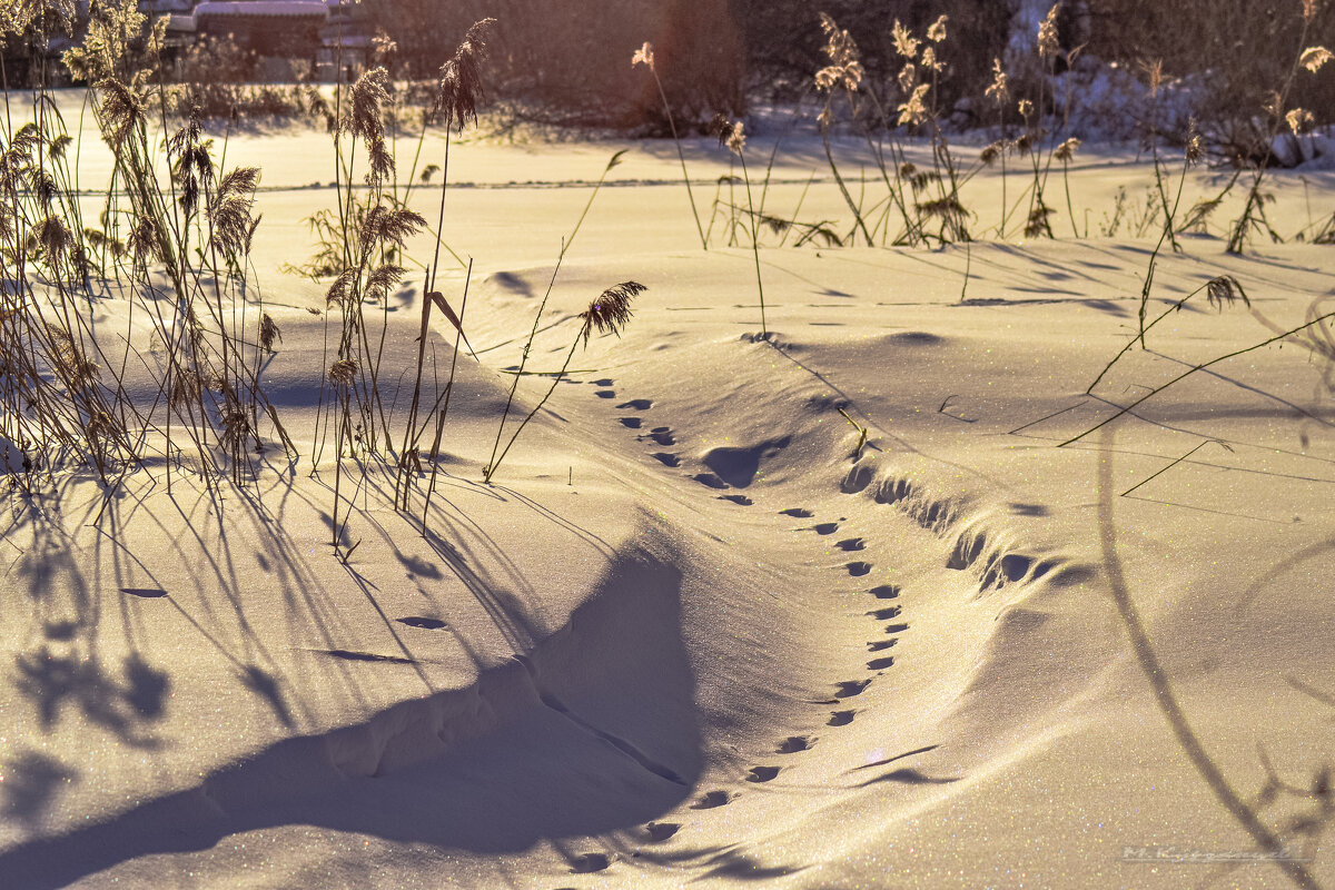 Одинокий след. - Михаил Курзанцев