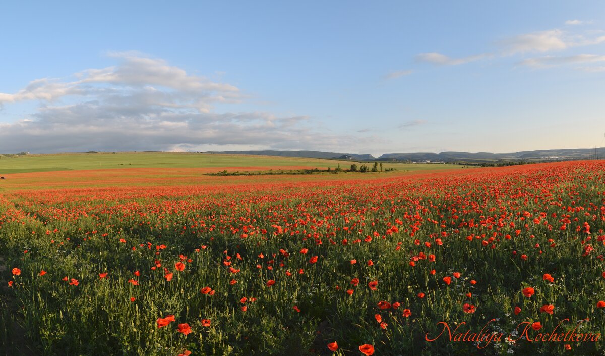 Природа Крыма - Изумительная Космея