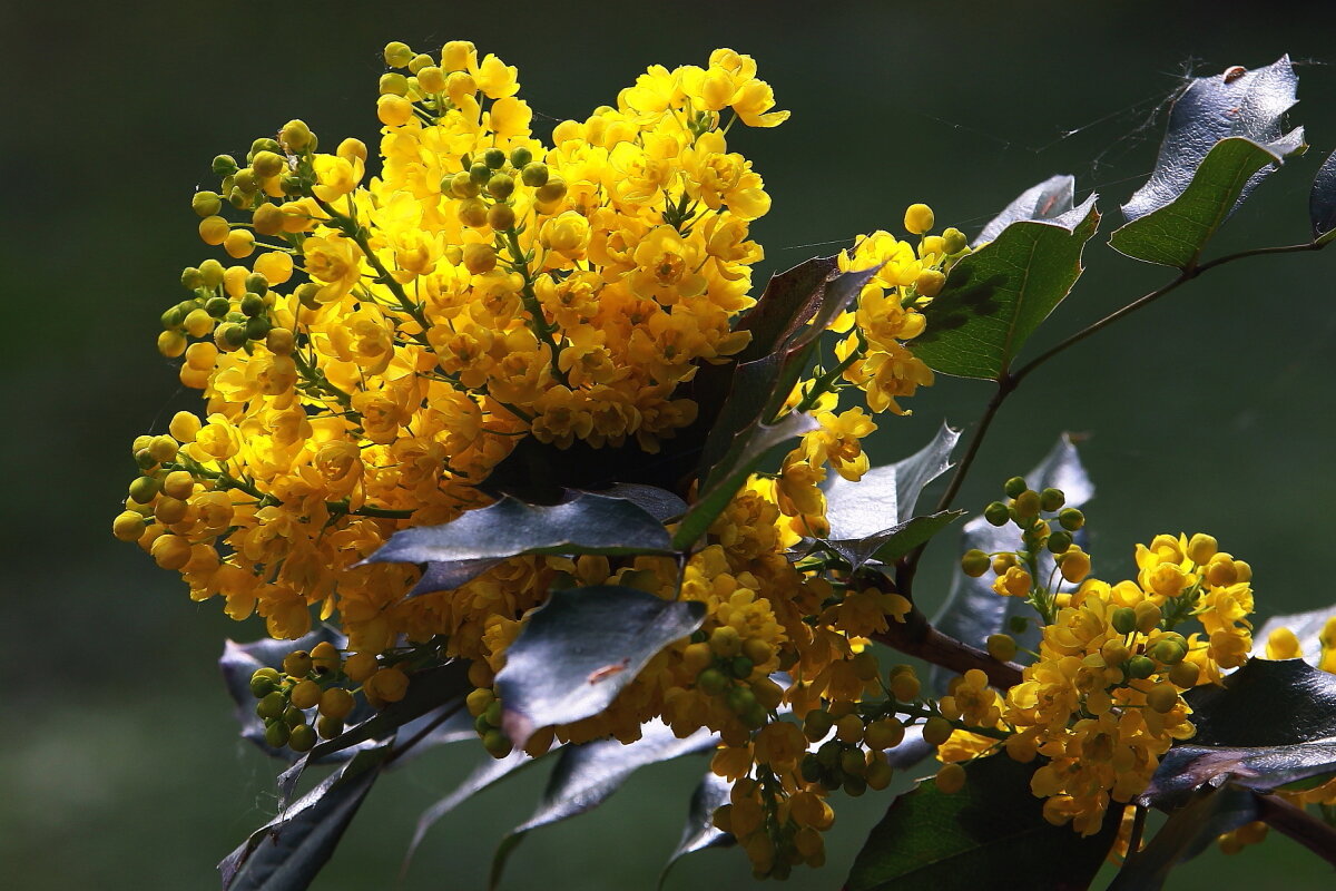 С Праздником 8 марта, милые женщины !!! - Николай Кондаков