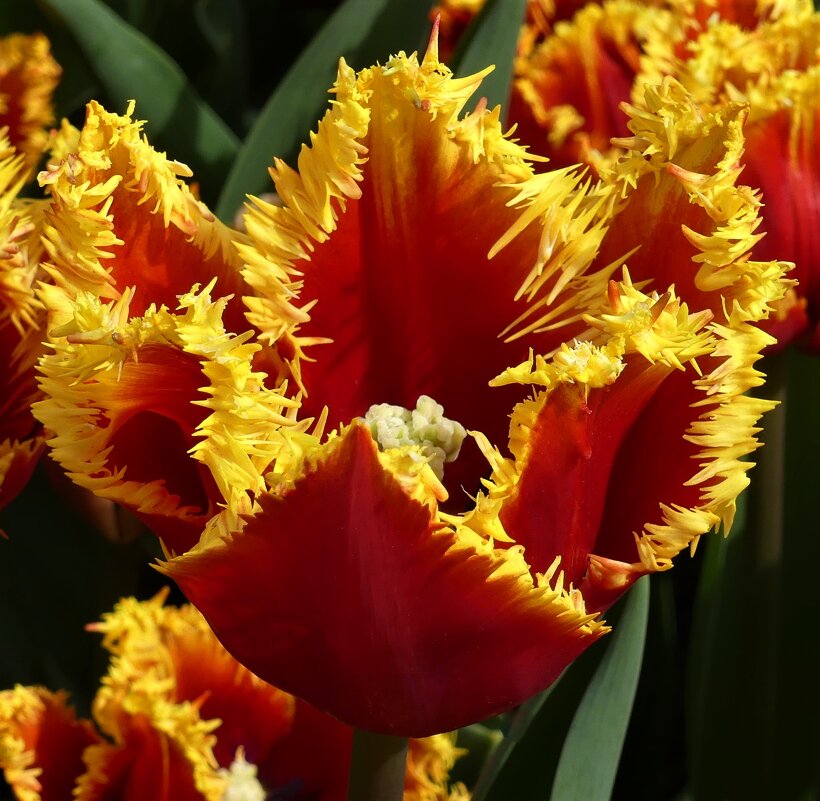 С праздником 8Марта! - Владимир Манкер