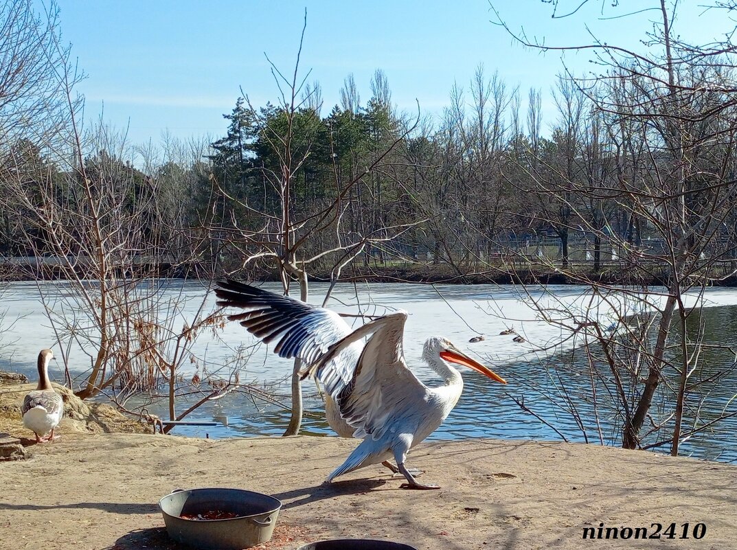 Март в ростовском зоопарке - Нина Бутко Март в ростовском зоопарке - Нина Бутко