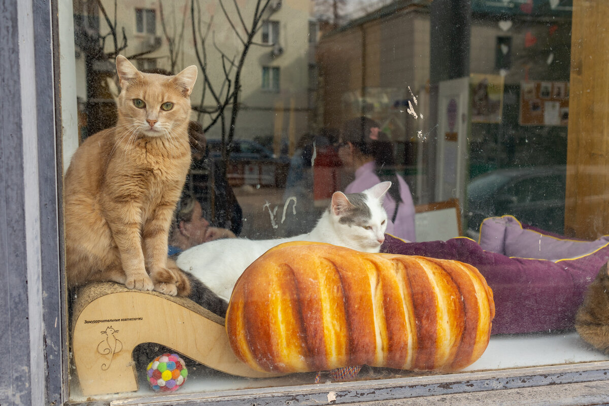 Котокафе - Олег Дорошенко Котокафе - Олег Дорошенко