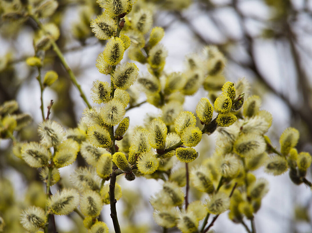 Цветы к 8 марта - Мария К.