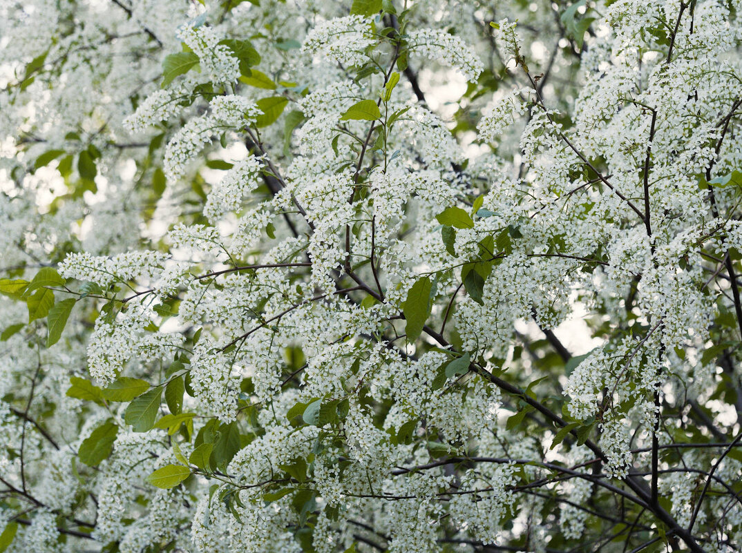 Цветы к 8 марта - Мария К. Цветы к 8 марта - Мария К.