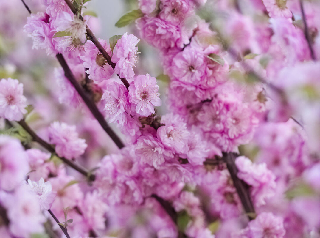 Цветы к 8 марта - Мария К.