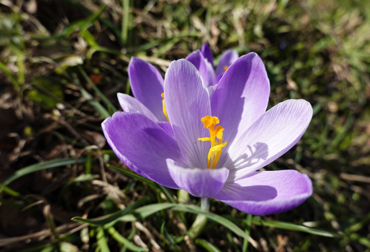 Из-под снега вышел друг — Крошка-крокус... - Галина 