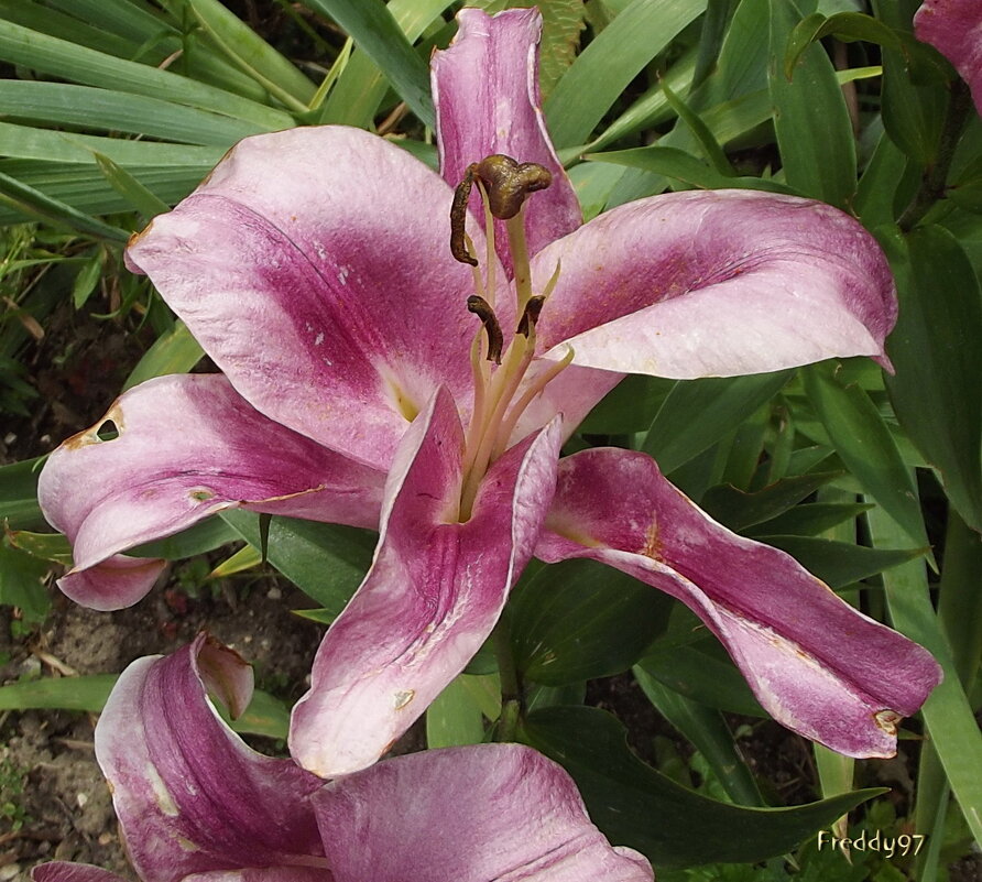 Лилия - Freddy 97