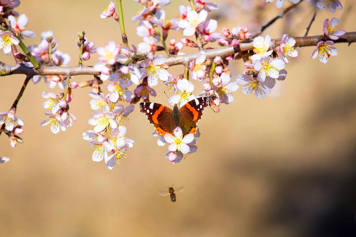Весна. С праздником, милые дамы! Женского счастья вам!!! - Светлана Тихонина