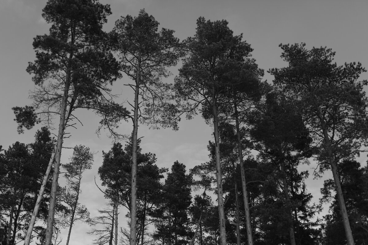 Мечты о ч/б Лейке 48. - Михаил Елочкин