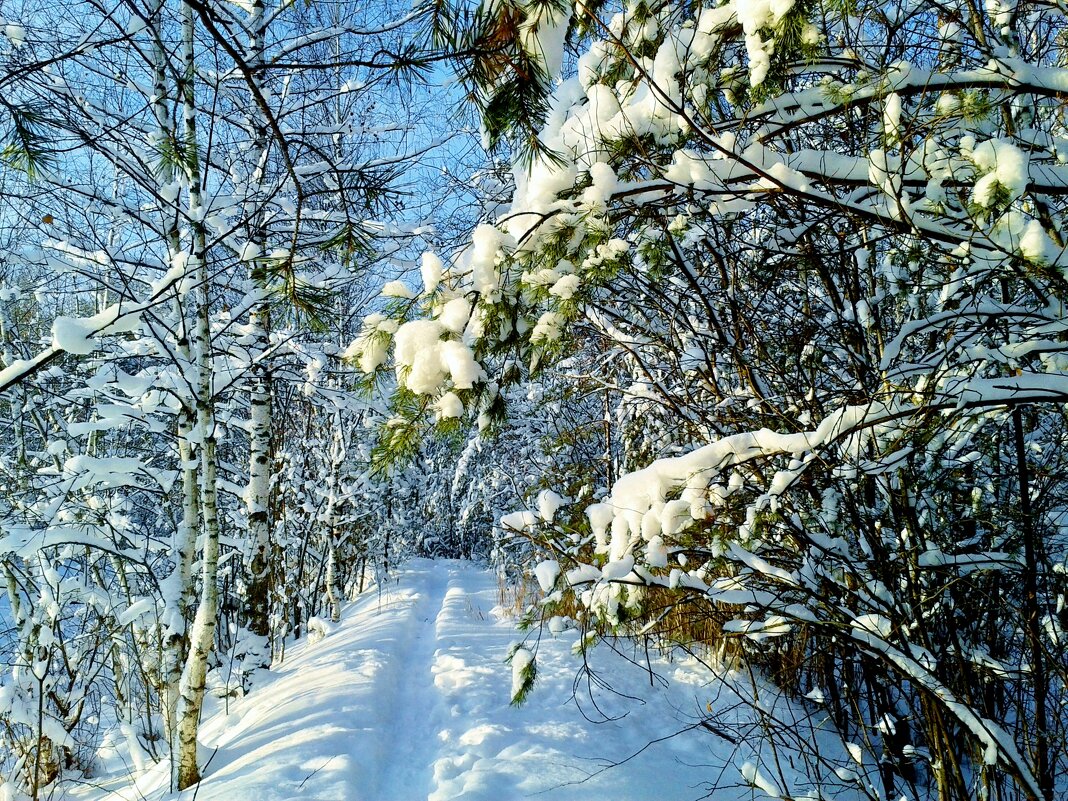 куда ведешь тропа - Владимир 