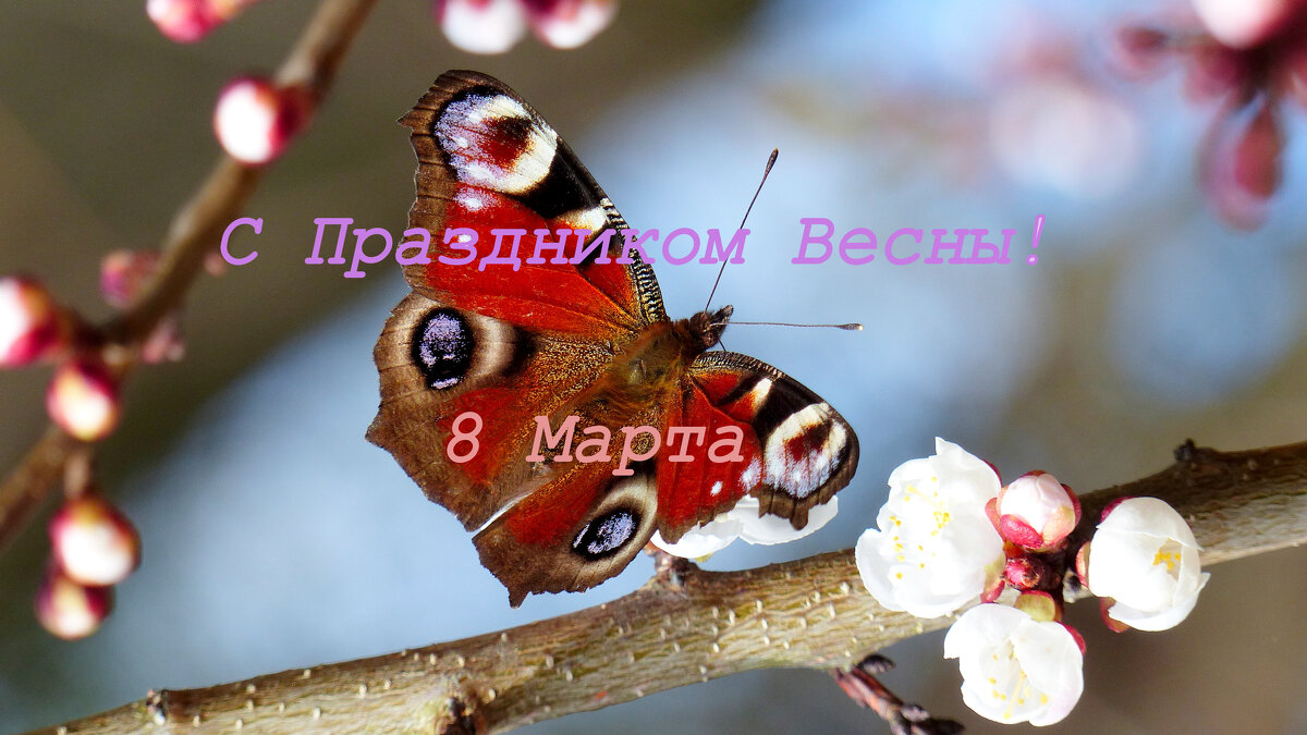 С Праздником Весны! - Александр Прокудин