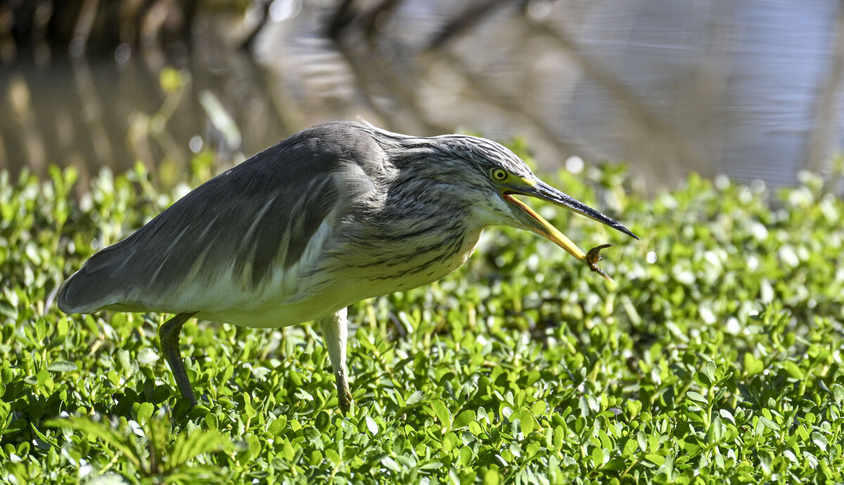 Жёлтая цапля - Осень 