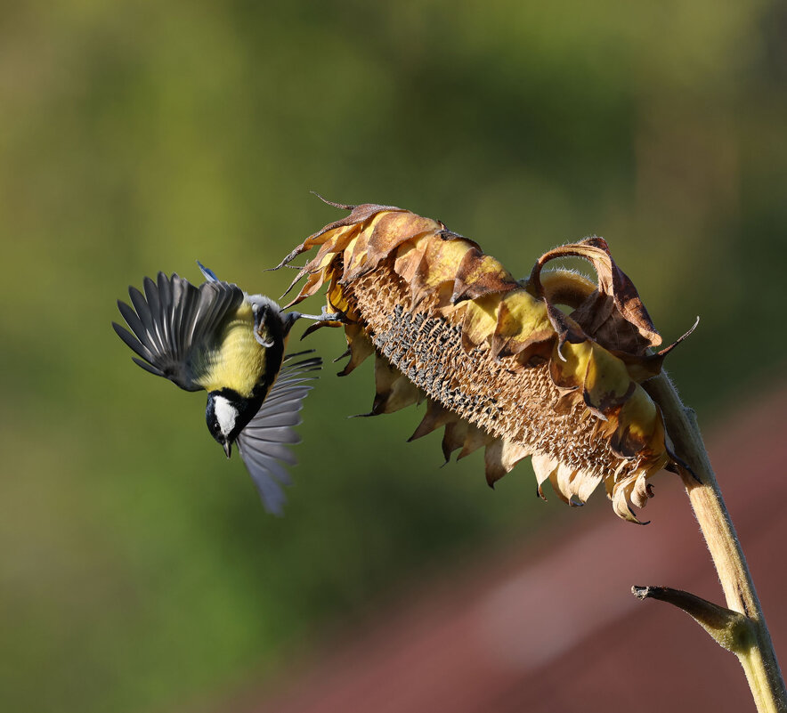 ***** - владимир 