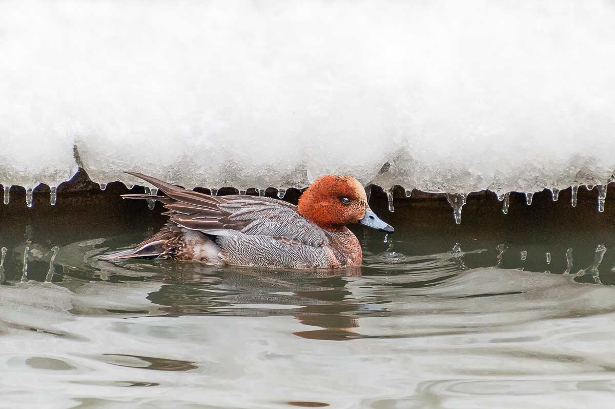 Свиязь. - Nikolay Lovec