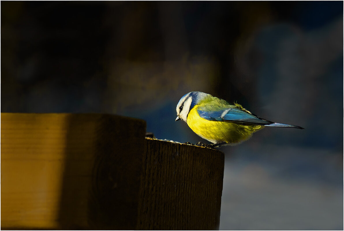 Лазоревка - Валентин Котляров