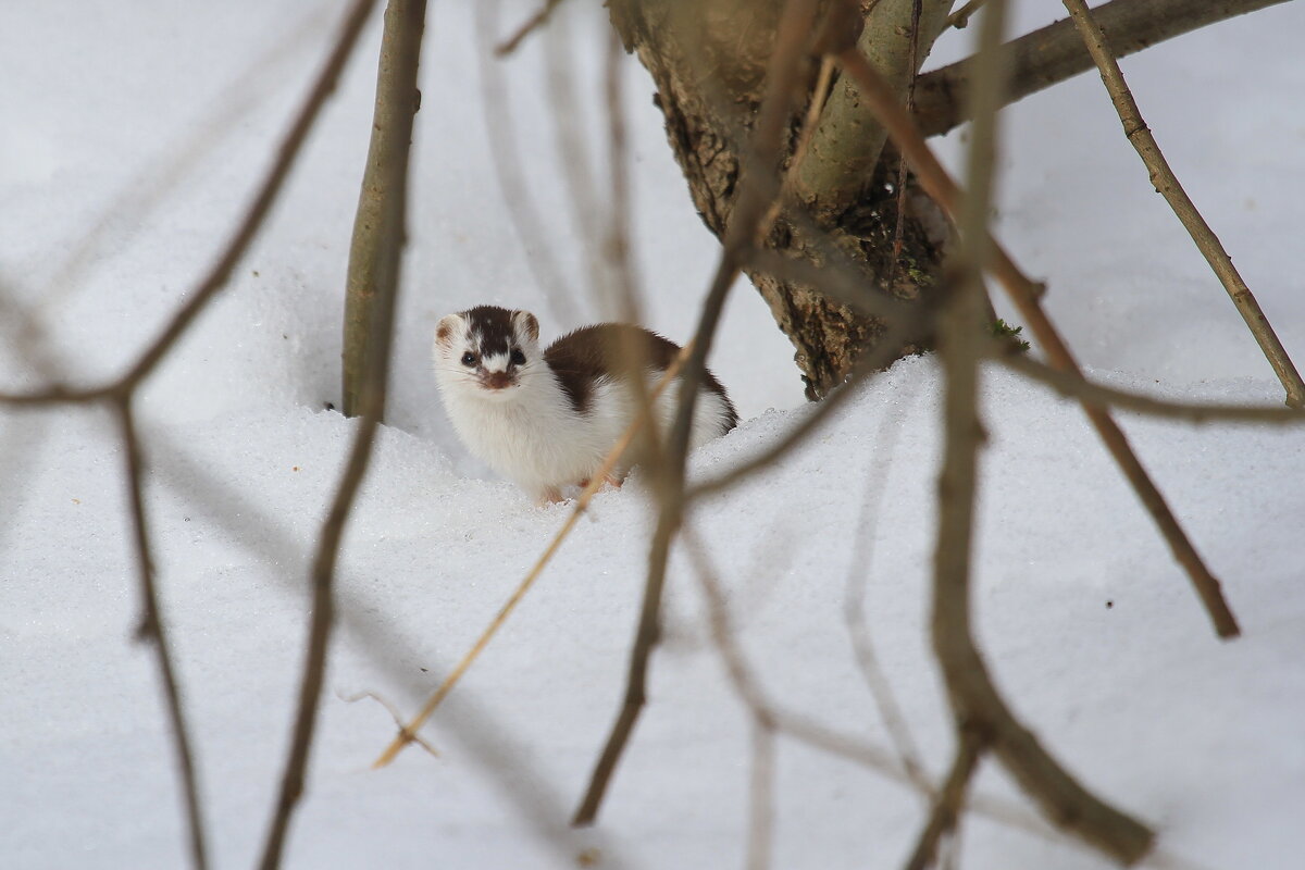 Ласка - Ninell Nikitina Ласка - Ninell Nikitina