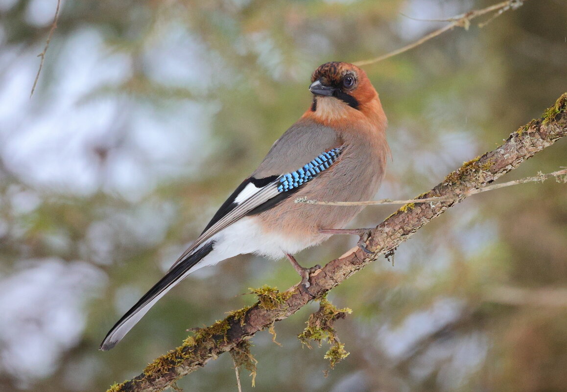 *** - Владилен Панченко