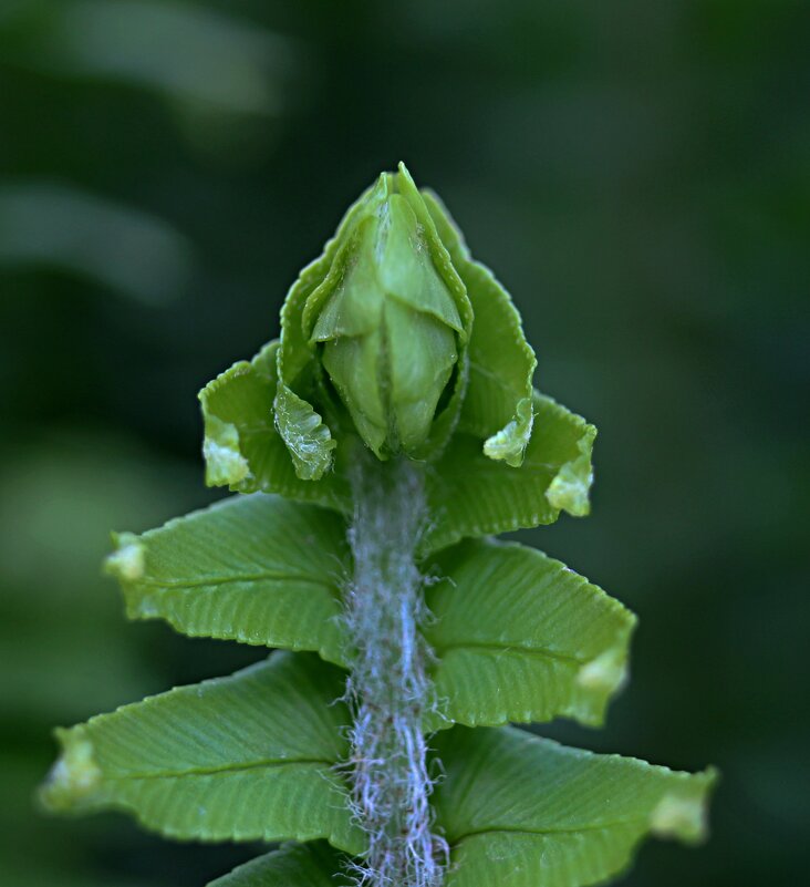 Молодой папоротник - Tina Kott
