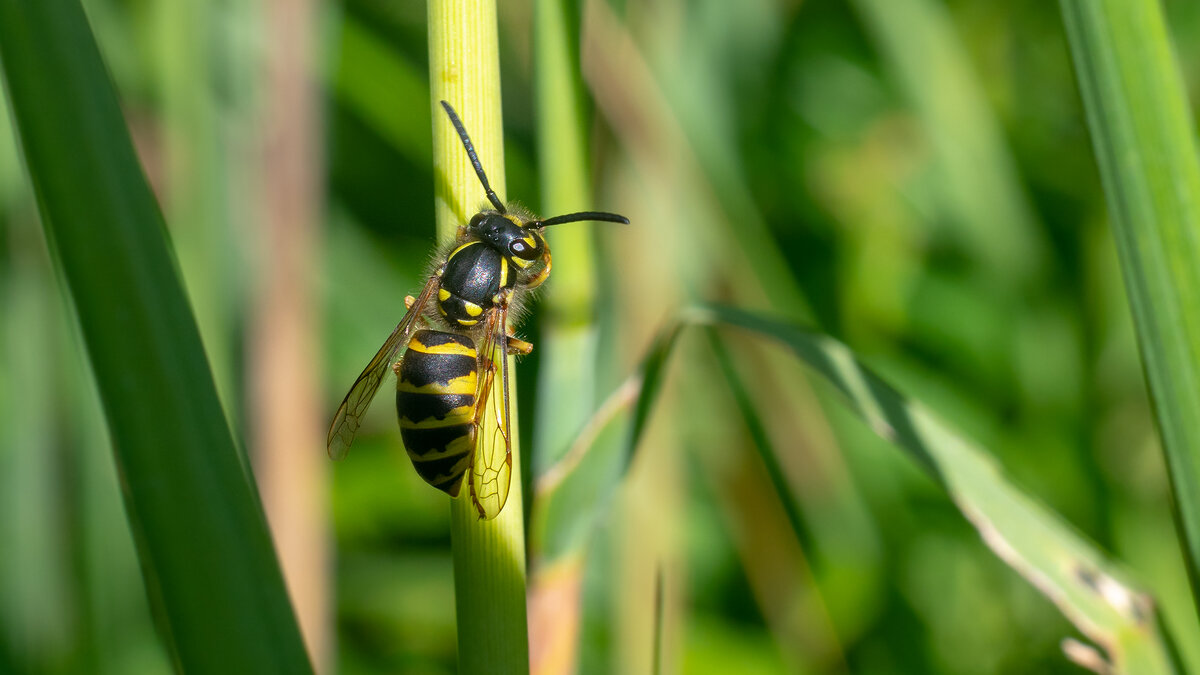 Лето. Макро. - Владимир Лазарев Лето. Макро. - Владимир Лазарев
