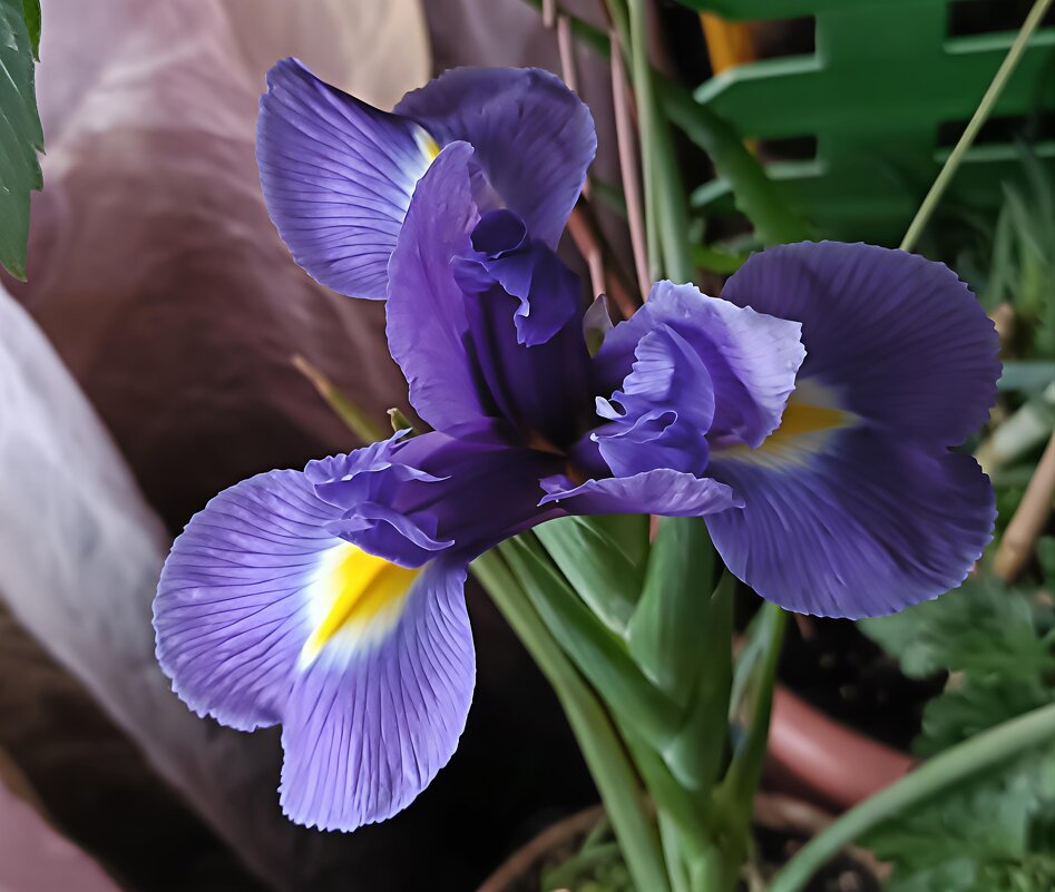 ирис - Галина R...