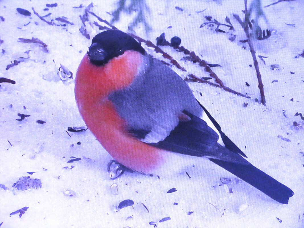 А где семечки? - Людмила Смородинская