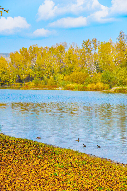 Осенние берега. - юрий Амосов