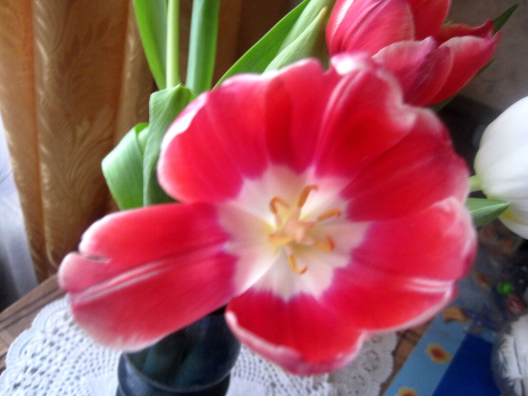 Тюльпан - Елена Семигина