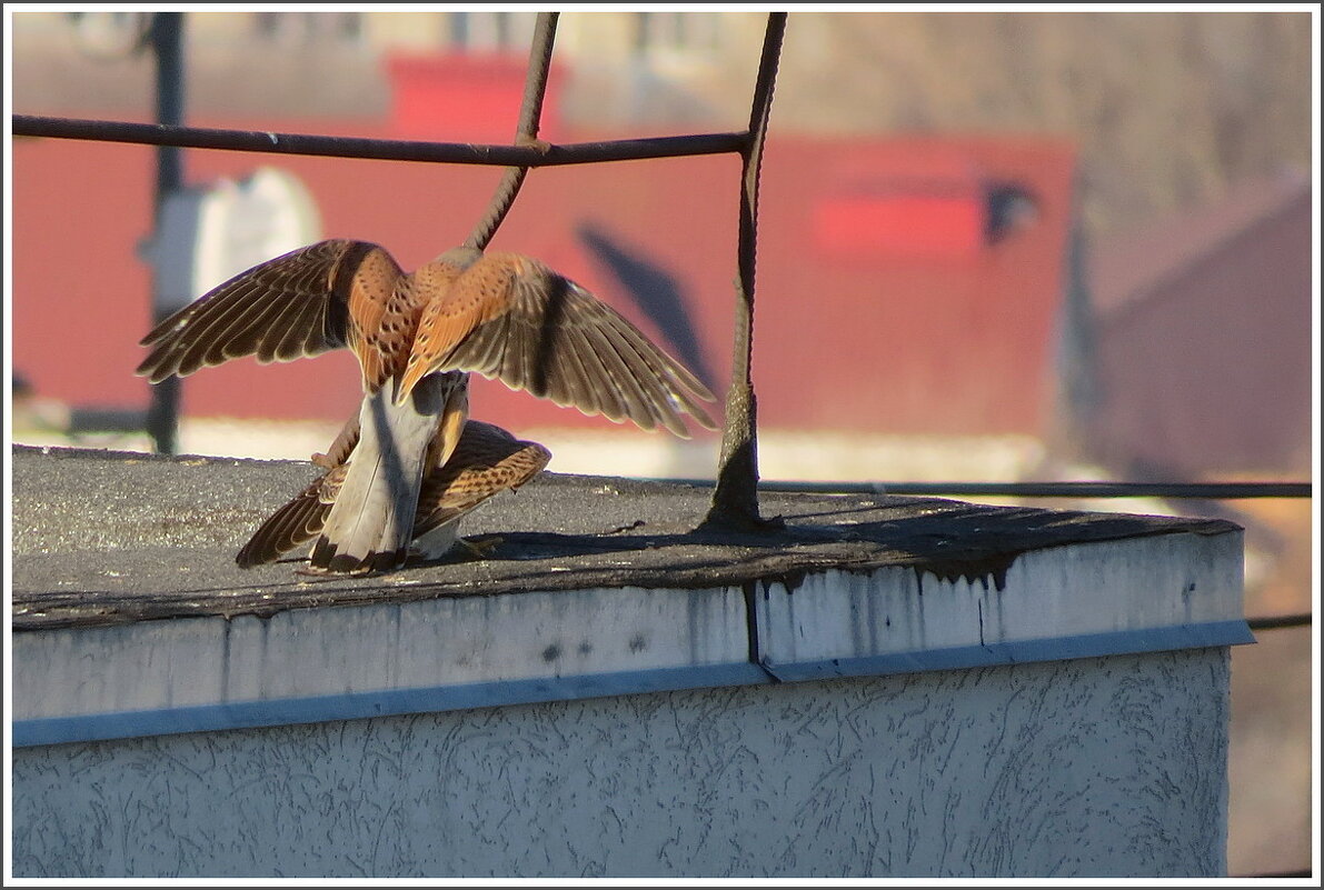 Кама с утра - Сеня Белгородский