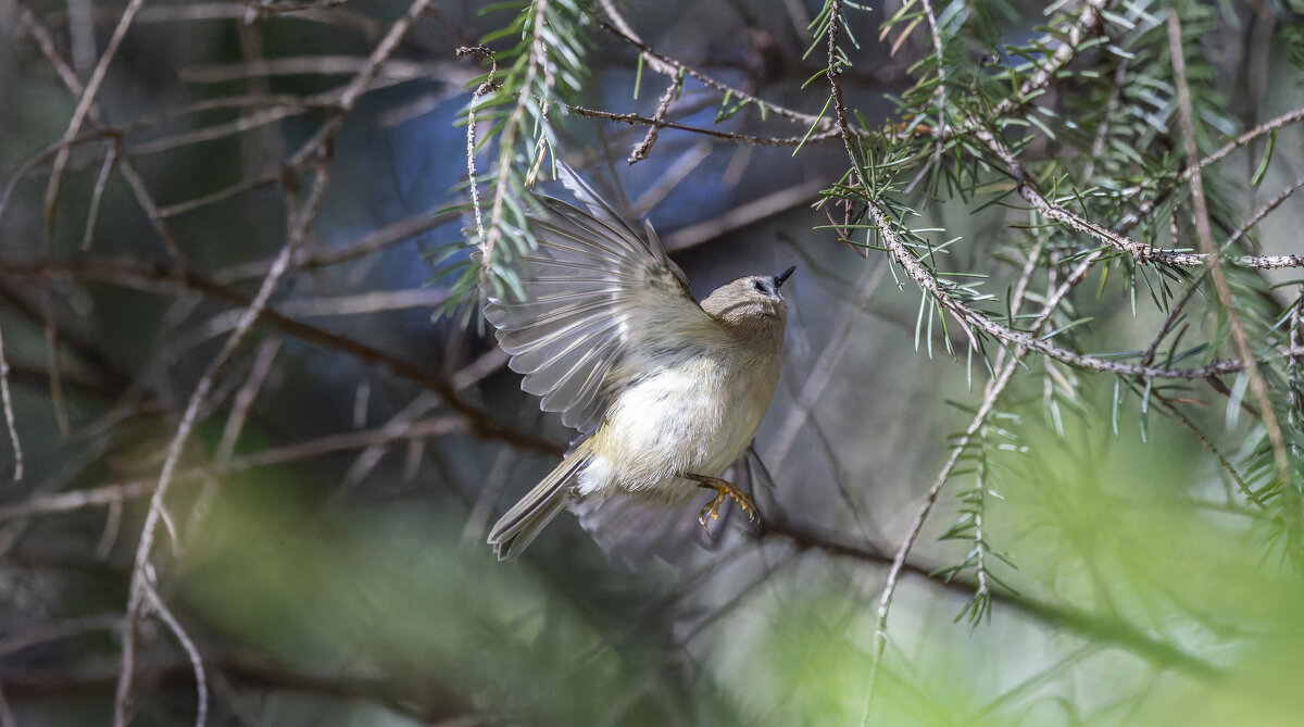 желтоголовый королек - юрий макаров