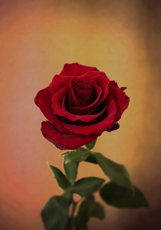 Роза. - Александр. AVG100 ---