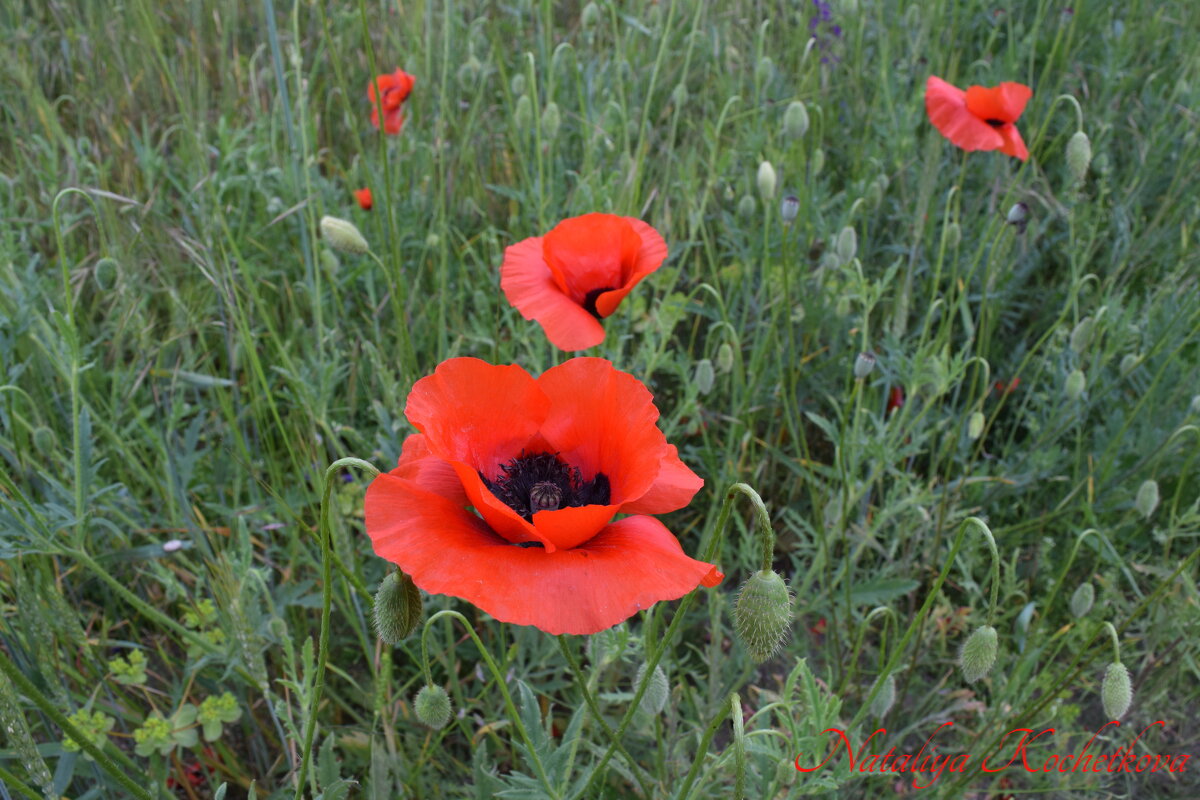 Природа Крыма - Изумительная Космея