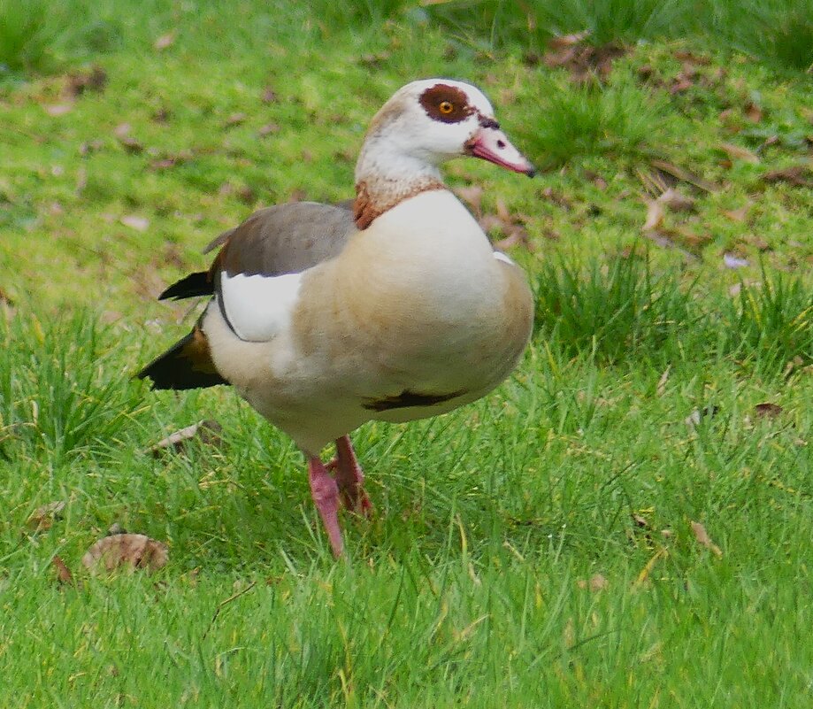 Из жизни птиц(серия) - Владимир Манкер Из жизни птиц(серия) - Владимир Манкер