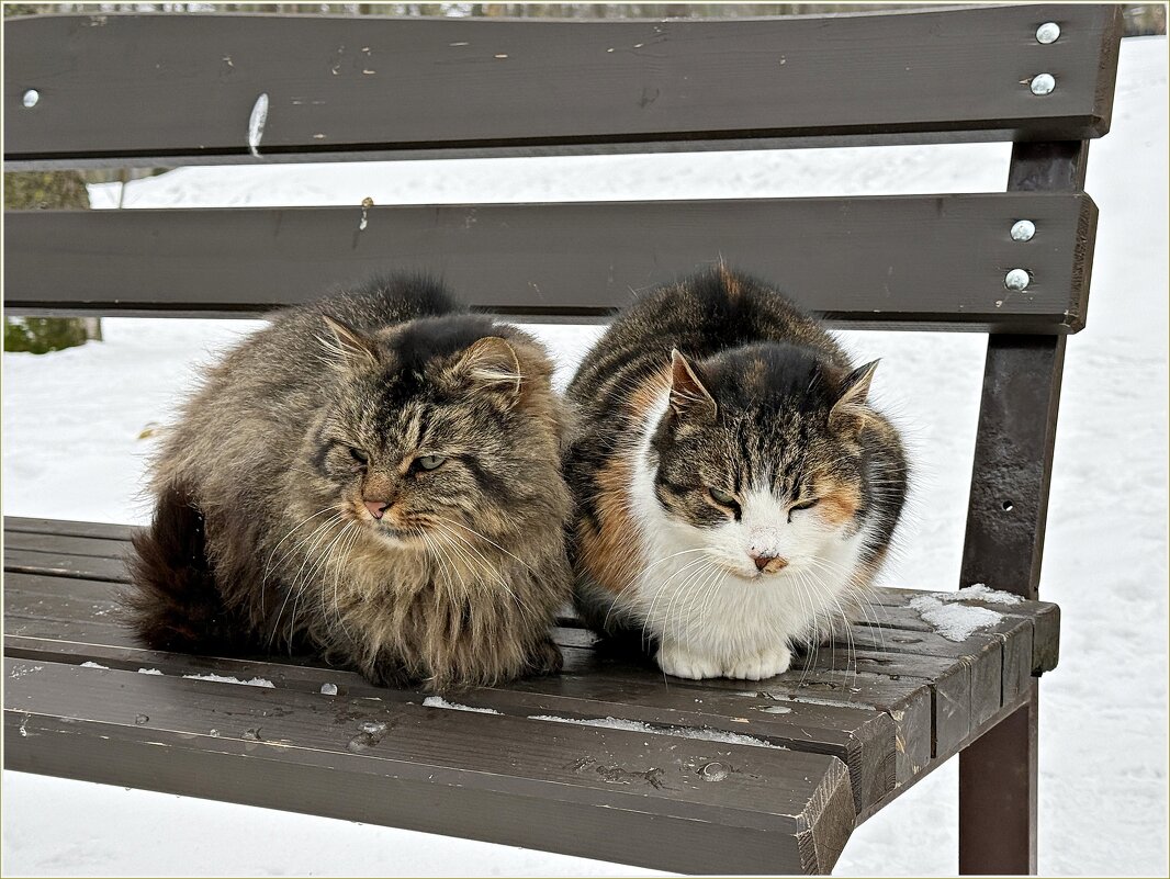 Котики. - Валерия Комова Котики. - Валерия Комова